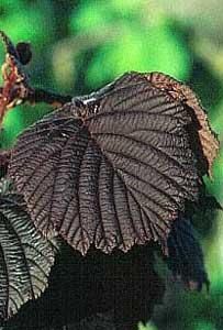Alunul-specii de alun prezente la noi in tara - Forma si culoarea - BAZA MELIFERA - PLANTE , ARBUSTI , ARBORI