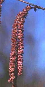 Alunul-specii de alun prezente la noi in tara - Inflorescente de C - BAZA MELIFERA - PLANTE , ARBUSTI , ARBORI