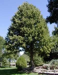 Alunul-specii de alun prezente la noi in tara - In tara noastra ma - BAZA MELIFERA - PLANTE , ARBUSTI , ARBORI