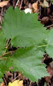 Alunul-specii de alun prezente la noi in tara - Forma frunzelor la - BAZA MELIFERA - PLANTE , ARBUSTI , ARBORI