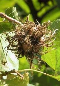 Alunul-specii de alun prezente la noi in tara - fructe la alunul m - BAZA MELIFERA - PLANTE , ARBUSTI , ARBORI