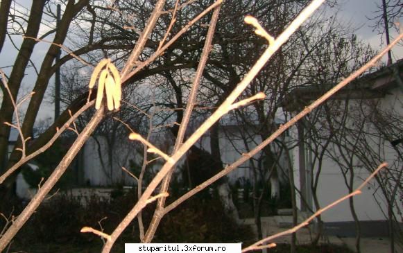 Alunul-specii de alun prezente la noi in tara - alunul mai are put - BAZA MELIFERA - PLANTE , ARBUSTI , ARBORI