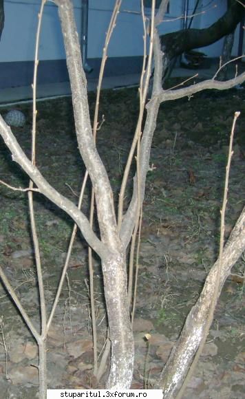 Alunul-specii de alun prezente la noi in tara - lastari de alun - BAZA MELIFERA - PLANTE , ARBUSTI , ARBORI