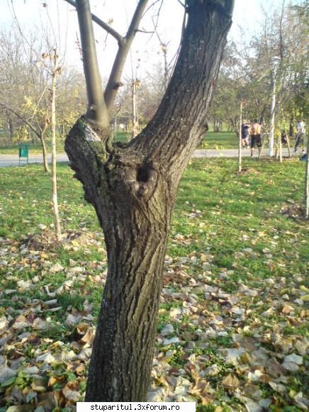 Am uitat sa le fac varachet. Le-a facut cineva? - la ale mele le-am facut - POZE