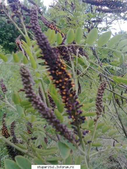 Amorpha - Sal'tare! Dupa ce am pleznit-o de tot la salcam - BAZA MELIFERA - PLANTE , ARBUSTI , ARBORI