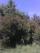 Amorpha - yomarian_86 - BAZA MELIFERA - PLANTE , ARBUSTI , ARBORI