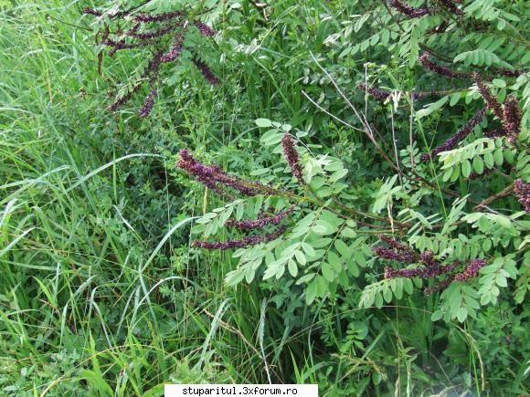 Amorpha - la mine la stupina, din pacate destul de putina - BAZA MELIFERA - PLANTE , ARBUSTI , ARBORI