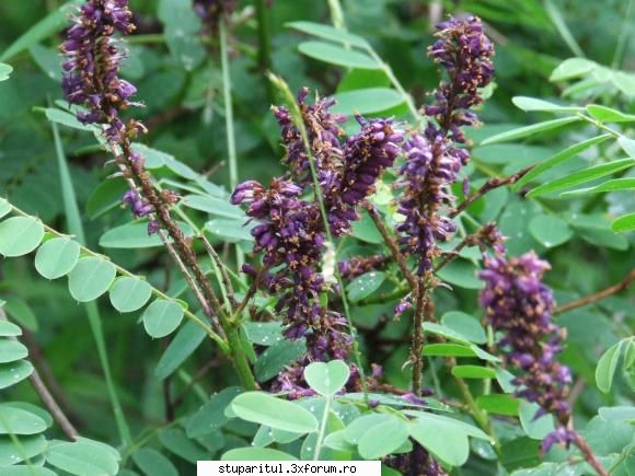 Amorpha - Amorpha fruticosa L - BAZA MELIFERA - PLANTE , ARBUSTI , ARBORI