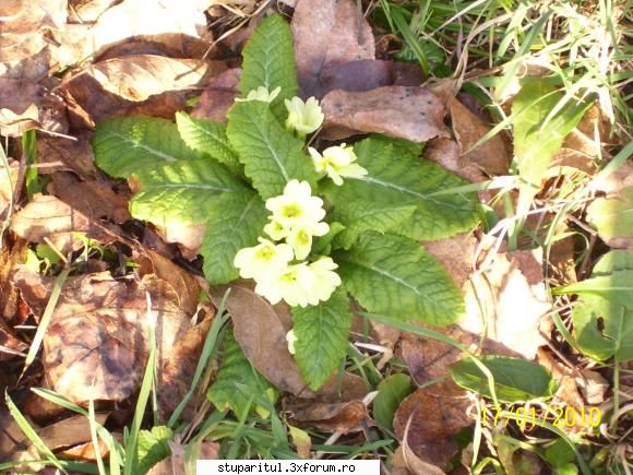 Anglicei - De la aceste flori am vazut ca au cules albinele - BAZA MELIFERA - PLANTE , ARBUSTI , ARBORI