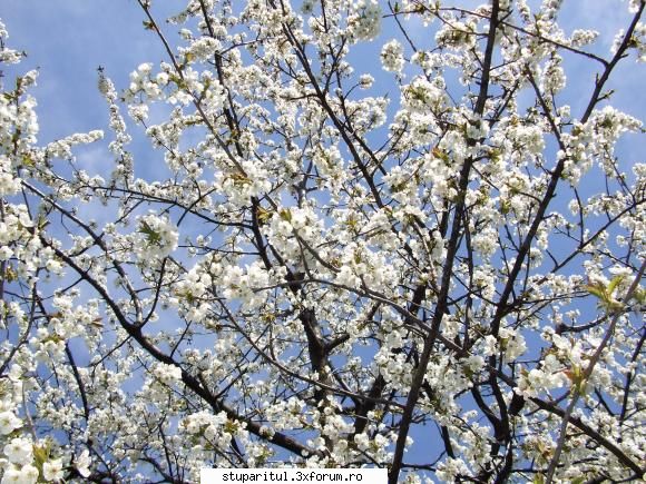 Anotimpuri - Infloresc pomii - POZE