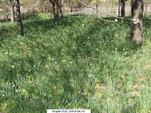 Anotimpuri - Alecs - POZE