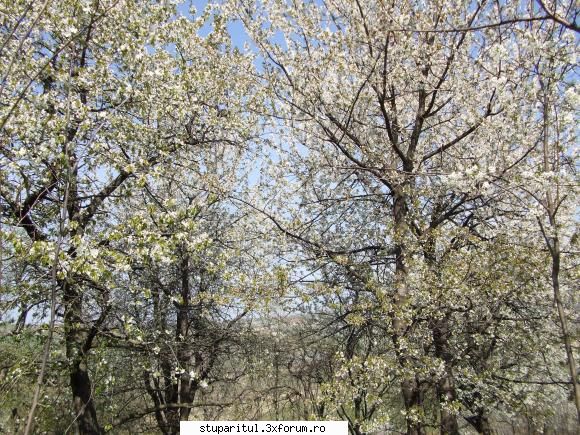 Anotimpuri - Alecs - POZE
