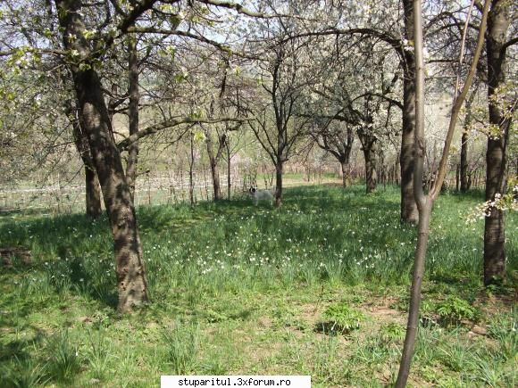 Anotimpuri - Alecs - POZE