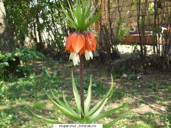Anotimpuri - Alecs - POZE