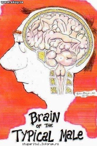 Apicultura- curiozitati si divertisment - Creierul la barbati!!! - CAFENEA - DISCUTII DESPRE ORICE