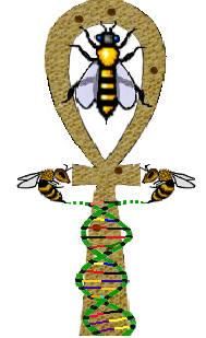 Apicultura Biodinamica - Interferenţă excesivă şi - APICULTURA BIO