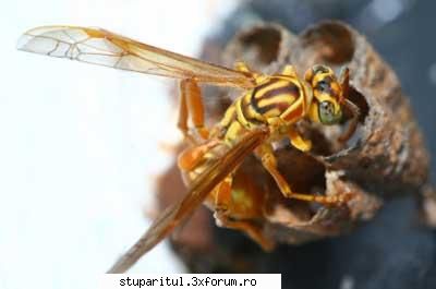 Apicultura Biodinamica - Listă de modurile in care omul interfereaza - APICULTURA BIO