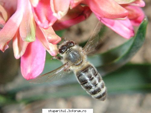 Apiinvert - 19,7 se apropie de umiditatea mierii ! - HRANIREA ARTIFICIALA