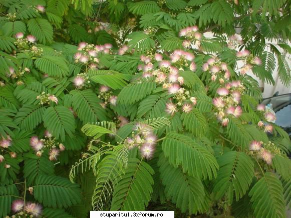 Arborele de matase - albizia sau arborele de matase - BAZA MELIFERA - PLANTE , ARBUSTI , ARBORI