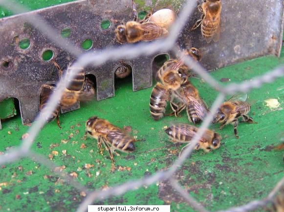 Ardealu - parca iti creste inima, un zbor de toata - JURNAL DE APICULTOR - JURNALE PERSONALE
