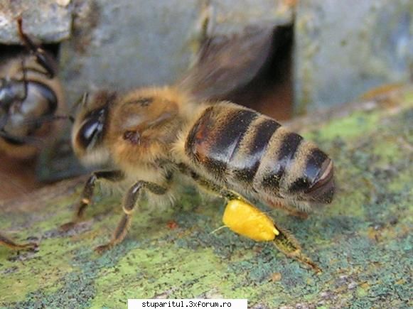 Ardealu - asta vine incarcata - JURNAL DE APICULTOR - JURNALE PERSONALE