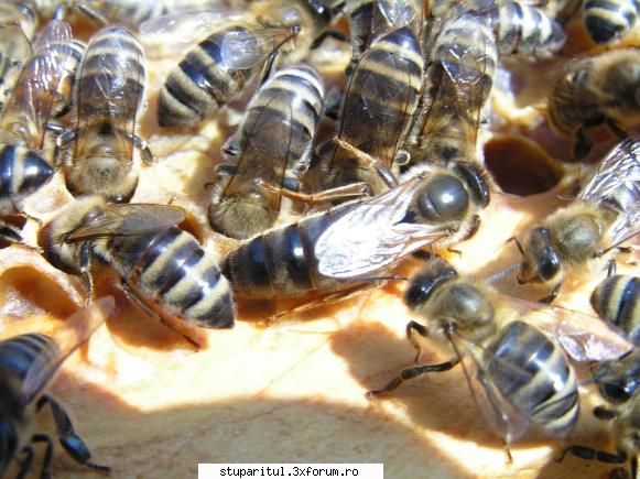 Ardealu - si una de interior, si asta este pentru neagica - JURNAL DE APICULTOR - JURNALE PERSONALE