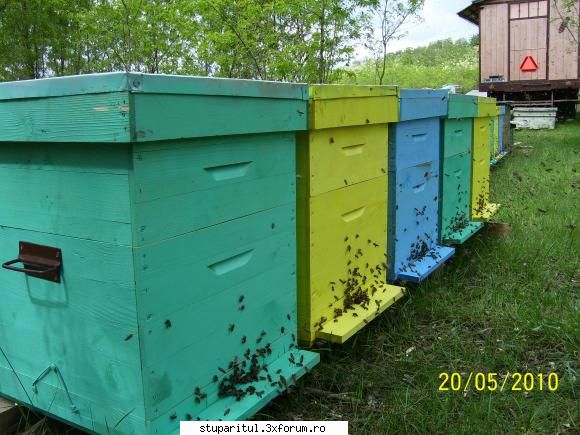 As vrea si mi-as dori - Cam aşa arată - PAGINA APICULTORULUI INCEPATOR