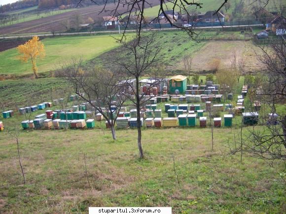 Asazarea vetrei stupinei. - Poate ai astfel de noroc - DISCUTII APICOLE DIVERSE