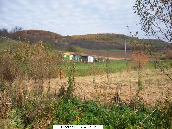 Asazarea vetrei stupinei. - Am cires salbatic, artar, stejar, papadie, prun - DISCUTII APICOLE DIVERSE