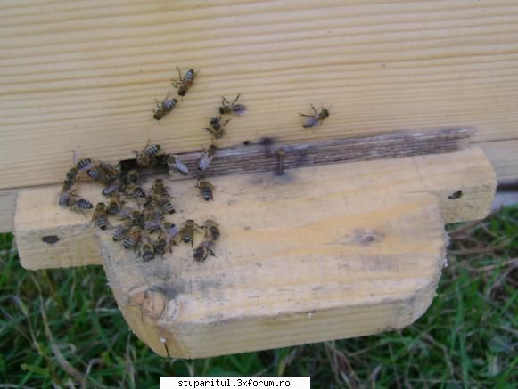 Astazi in stupina. - Activitate de noiembrie, 12 grade si soare - POZE