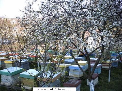 BCR contra APIA - Salut, azi 1 martie, am vorbit la APIA Cj ,birou - DISCUTII APICOLE DIVERSE
