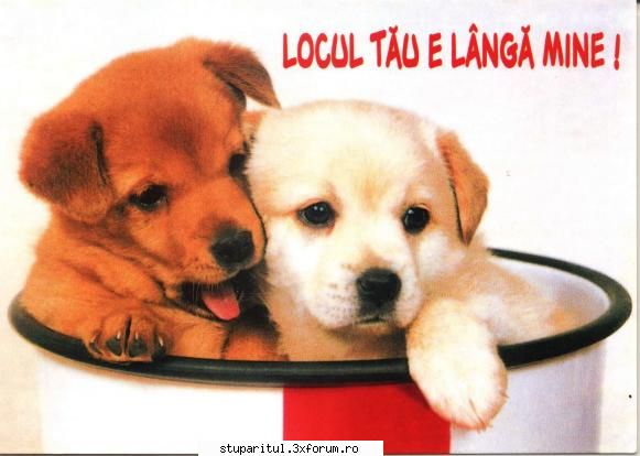 Bancul zilei - 3 testoase pleca la pescuit... Tiptil, tiptil - NEURONU` ZAMBARET