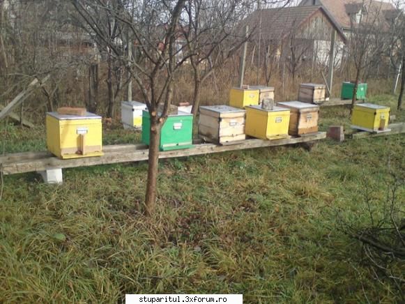 Bee Happy - Acestea sunt roiurile de anul asta, unele - PAGINI PERSONALE ! CINE SUNT EU ?