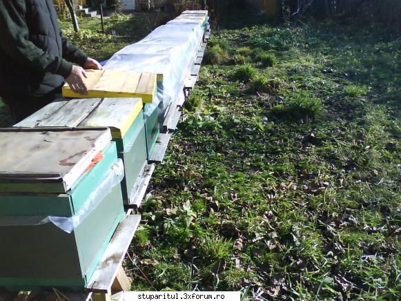 CCD colony collapse disorder - V-am aratat roii acestia si acum cateva luni - BOLI SI DAUNATORI - TRATAMENTE
