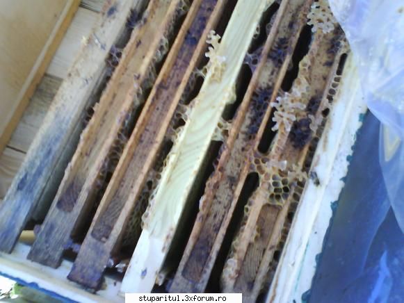 CCD colony collapse disorder - Mierea este la locul ei toata chiar daca la - BOLI SI DAUNATORI - TRATAMENTE