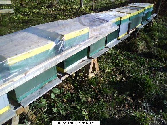 CCD colony collapse disorder - Pana acum lipsesc peste 200 de familii doar - BOLI SI DAUNATORI - TRATAMENTE