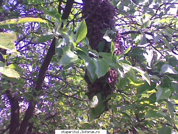 Cam asa arata doi stupi - valy gudas - INTRETINEREA ALBINELOR