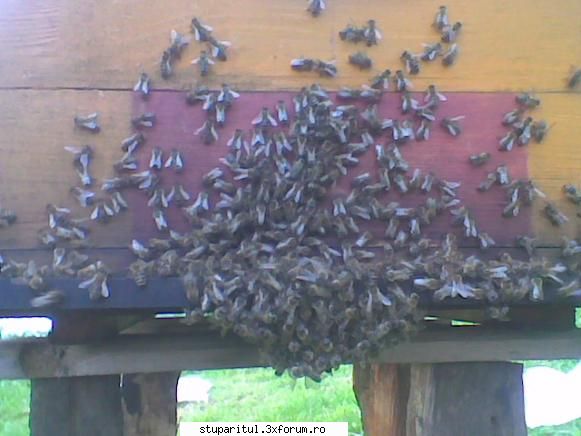 Cam asa arata doi stupi - La 'ast, ia mai trecut ;) - INTRETINEREA ALBINELOR
