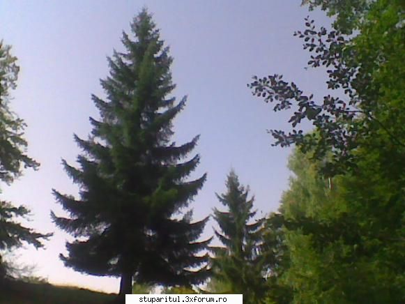 Cam asa arata doi stupi - La noi sunt munti verzi de brazi....(citat) - INTRETINEREA ALBINELOR