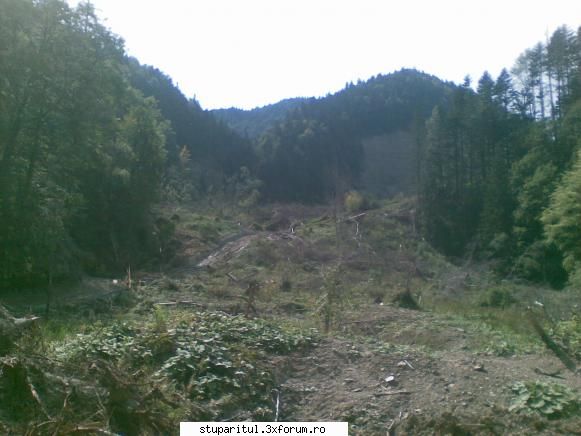 Cam asa arata doi stupi - alunecare de teren, in Vf Lacauti, Mti Vrancea - INTRETINEREA ALBINELOR
