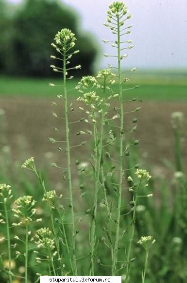 Camelina (plantă uleioasă) are potential melifer?? - proapis13 - BAZA MELIFERA - PLANTE , ARBUSTI , ARBORI