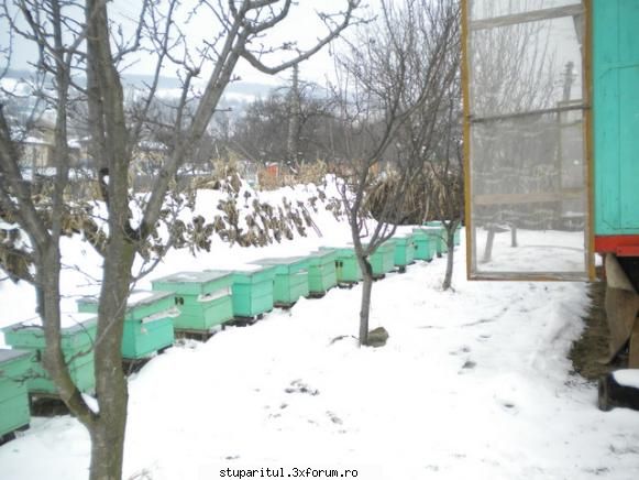 Cand mor coloniile de albine? - si iarasi iarna....off - INTRETINEREA ALBINELOR