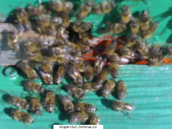 Cand se pune sirop? - dorindafi - HRANIREA ARTIFICIALA
