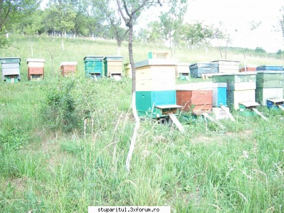 Capacul stupului - Si eu am astfel de capace, dar ca sa fiu sigur - ECHIPAMENTE SI UTILAJE APICOLE