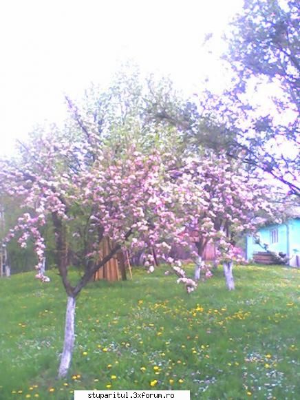 Care ar fi mai potrivit roiul natural sau artificial ? - Doresc productie in - INMULTIREA FAMILIILOR DE ALBINE