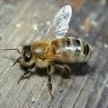 Care sunt cerintele pentru apicultura BIO ? - Care sunt cerintele pentru - DISCUTII APICOLE DIVERSE