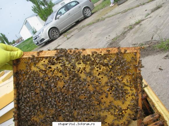 Carne sau Miere? - am auzit la multi stupari expresia de "matca de - PAGINA APICULTORULUI INCEPATOR