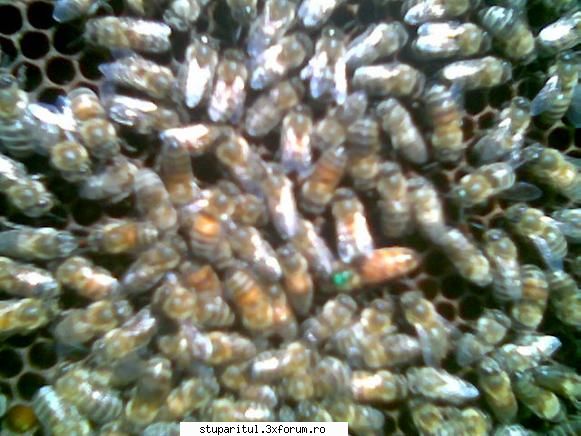 Carnica - aurea ,roi format in2009 cu albina carnica - CRESTEREA MATCILOR