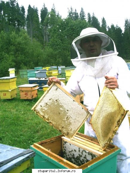 Cate kg de miere se extrage pe zi - Eu �ncă mai reuşesc să mă - PRODUSELE ALBINELOR