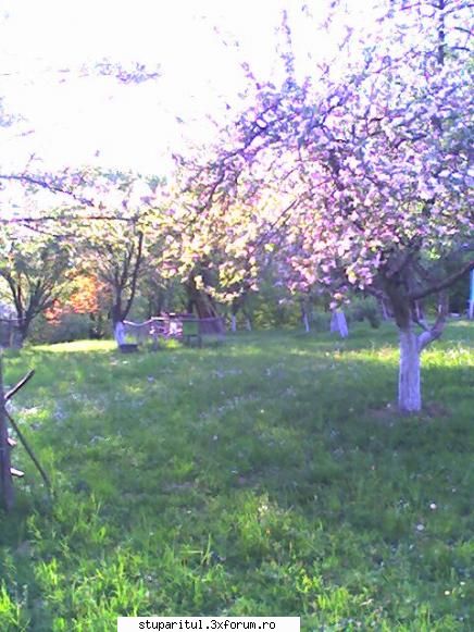 Cati ani traieste o matca ? - Salut pe toti colegii de forum si ii rog sa - CRESTEREA MATCILOR